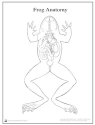 Frog Anatomy (Printed)