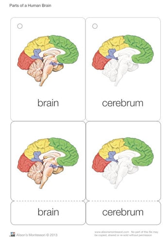 Parts of a Human Brain 3-6 (Printed)
