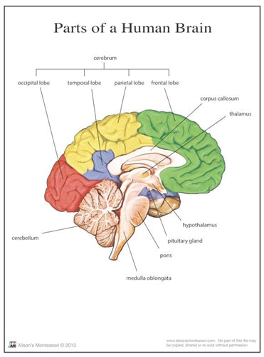 Parts of a Human Brain 3-6 (Printed)
