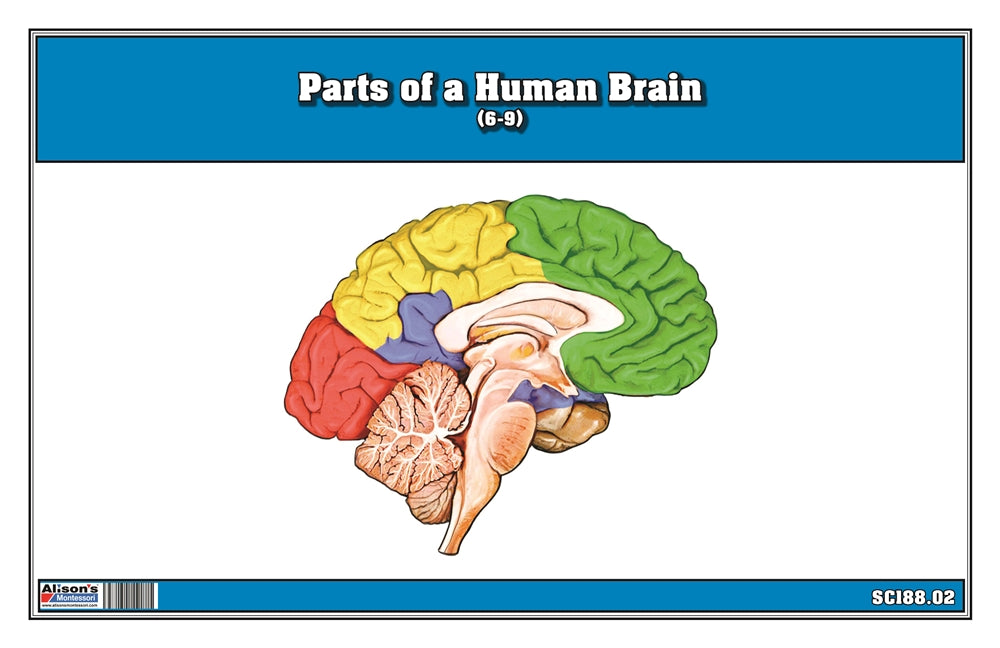Parts of a Human Brain 6-9 (Printed)