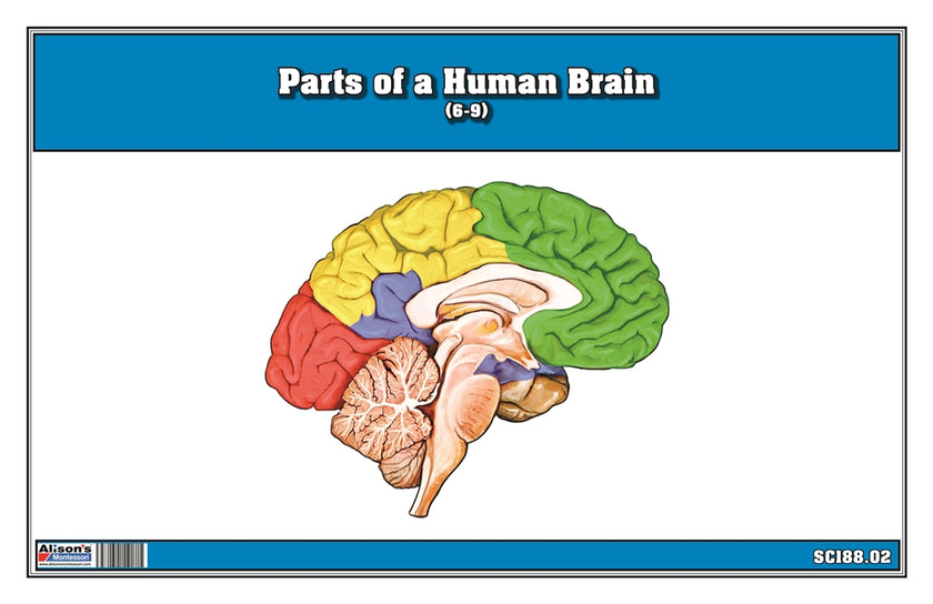 Parts of a Human Brain 6-9 (Printed)