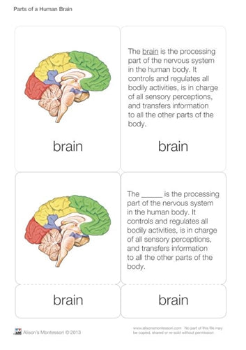 Parts of a Human Brain 6-9 (Printed)