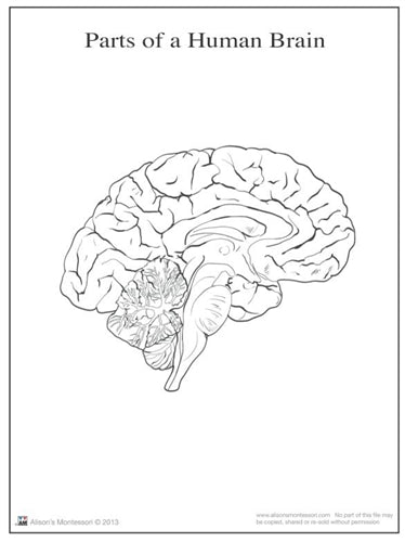 Parts of a Human Brain 6-9 (Printed)