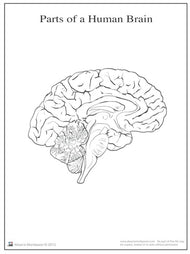 Parts of a Human Brain 6-9 (Printed)
