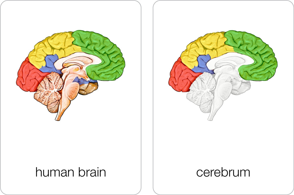 Parts of a Human Brain Puzzle with Nomenclature Cards (3-6)