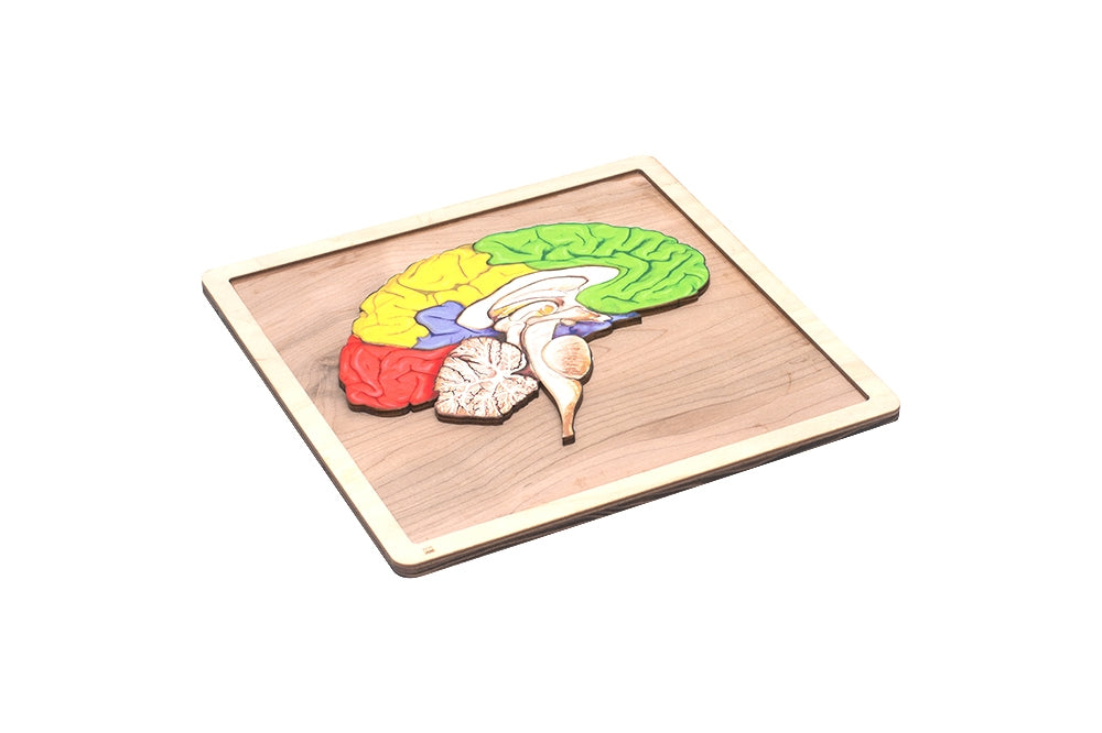 Parts of a Human Brain Puzzle with Nomenclature Cards (6-9)