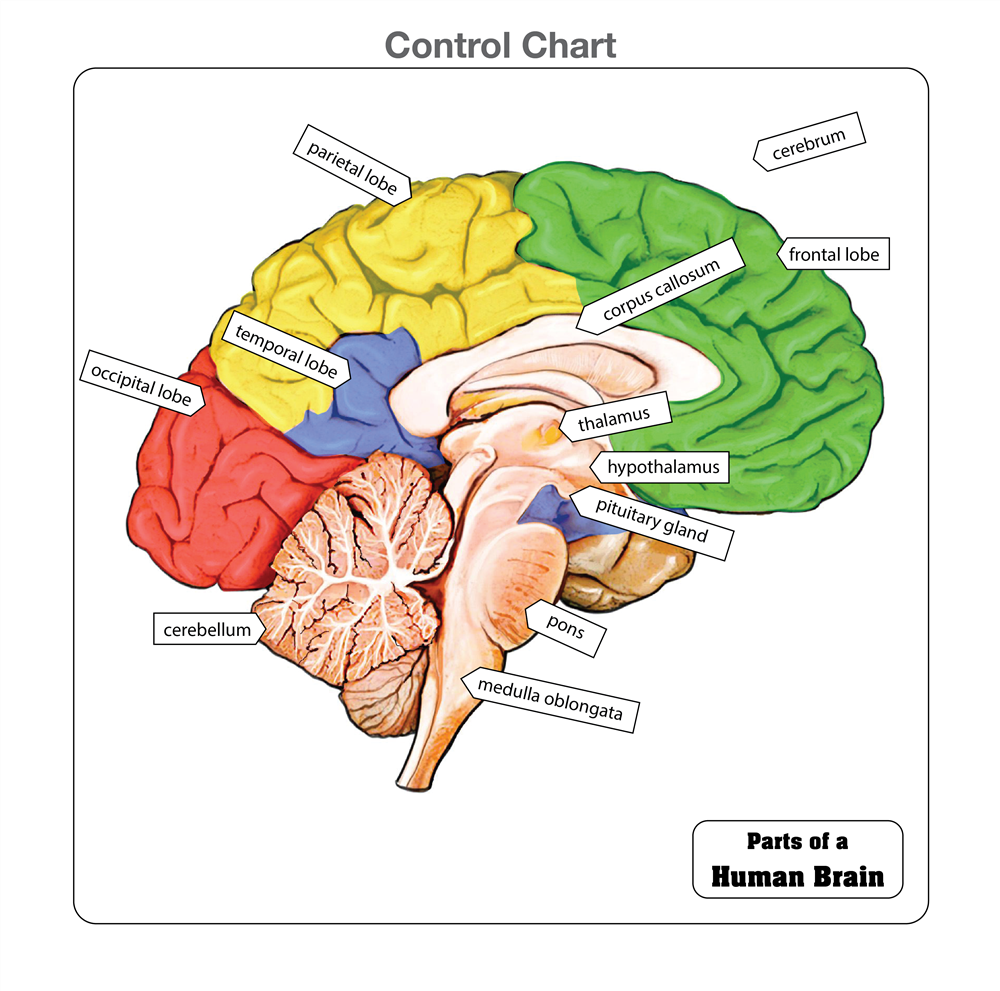 Parts of a Human Brain Puzzle with Nomenclature Cards (6-9)