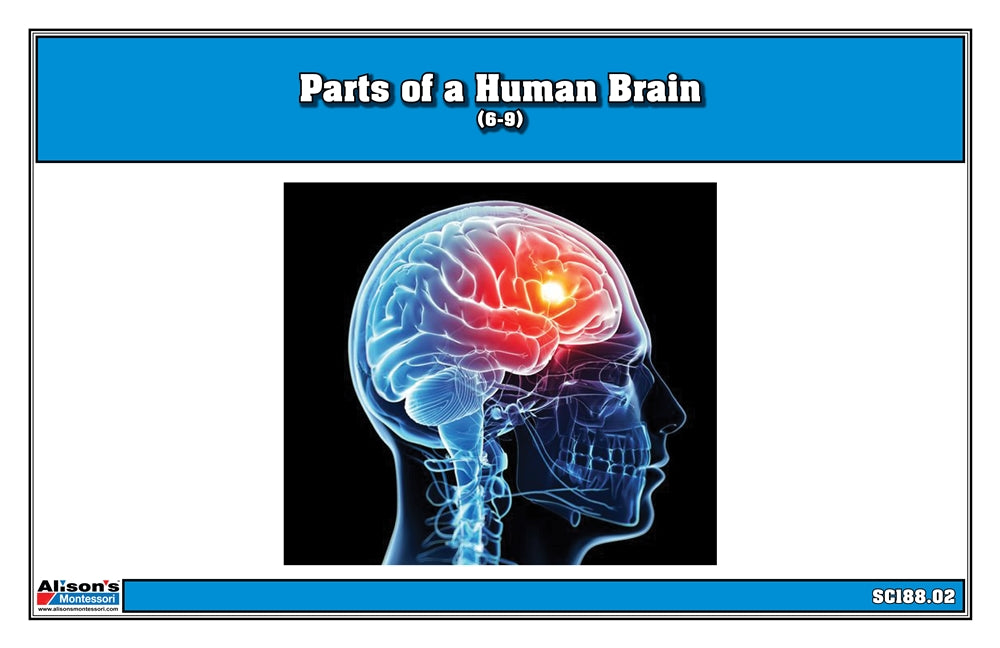 Parts of a Human Brain Puzzle with Nomenclature Cards (6-9)