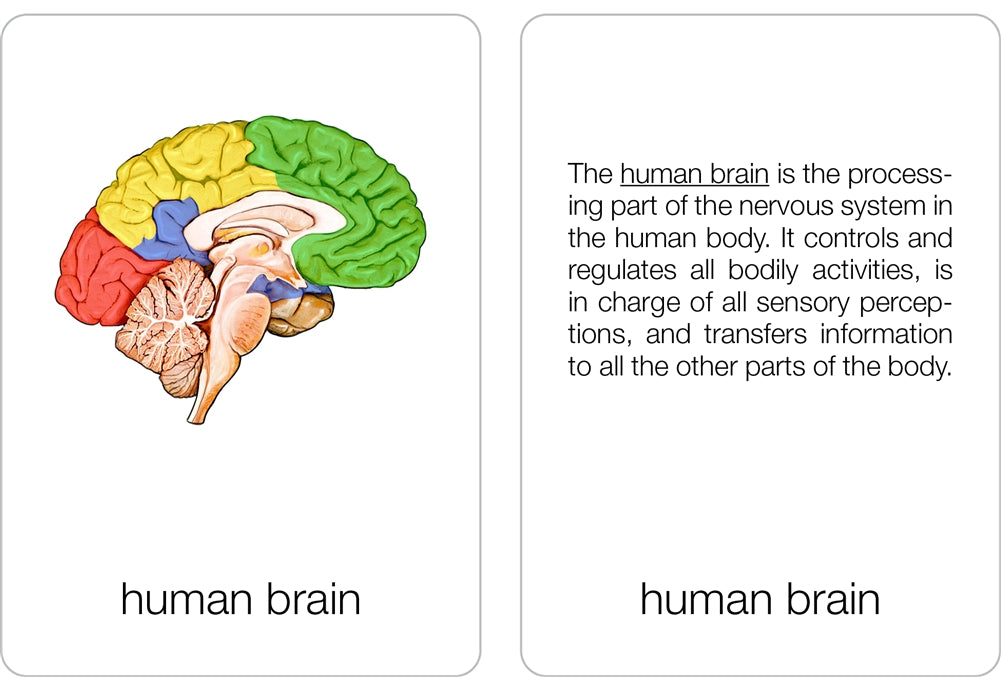 Parts of a Human Brain Puzzle with Nomenclature Cards (6-9)