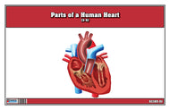 Parts of a Human Heart 3-6 (Printed)