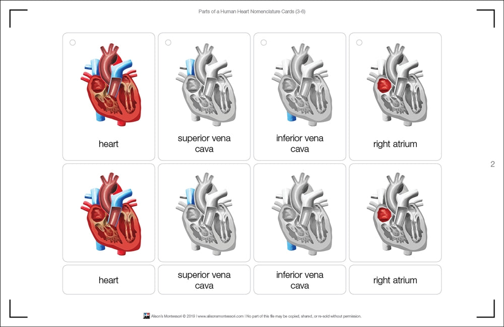 Parts of a Human Heart 3-6 (Printed)