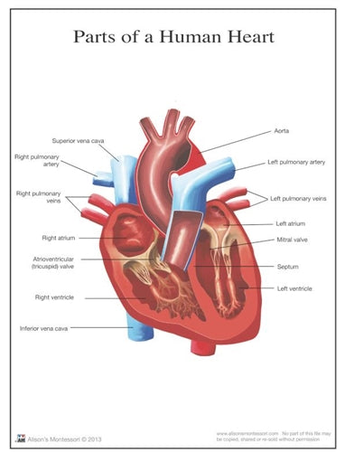 Parts of a Human Heart 3-6 (Printed)