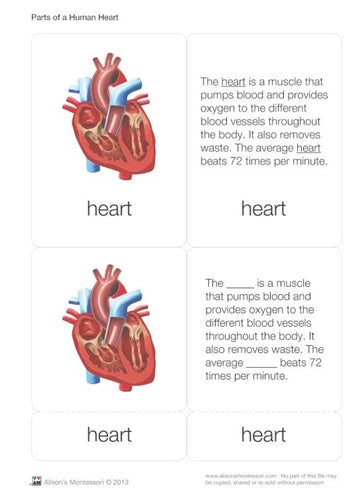 Parts of a Human Heart 6-9 (Printed)