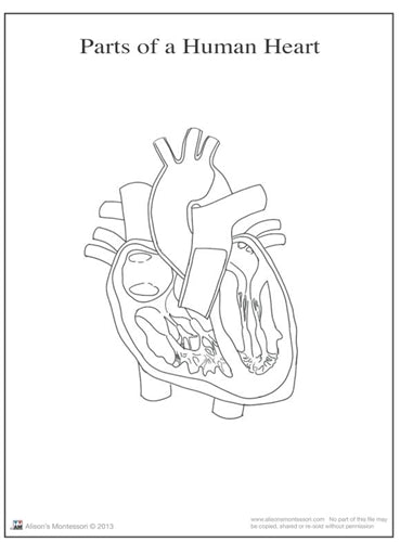 Parts of a Human Heart 6-9 (Printed)