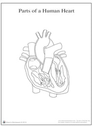 Parts of a Human Heart 6-9 (Printed)
