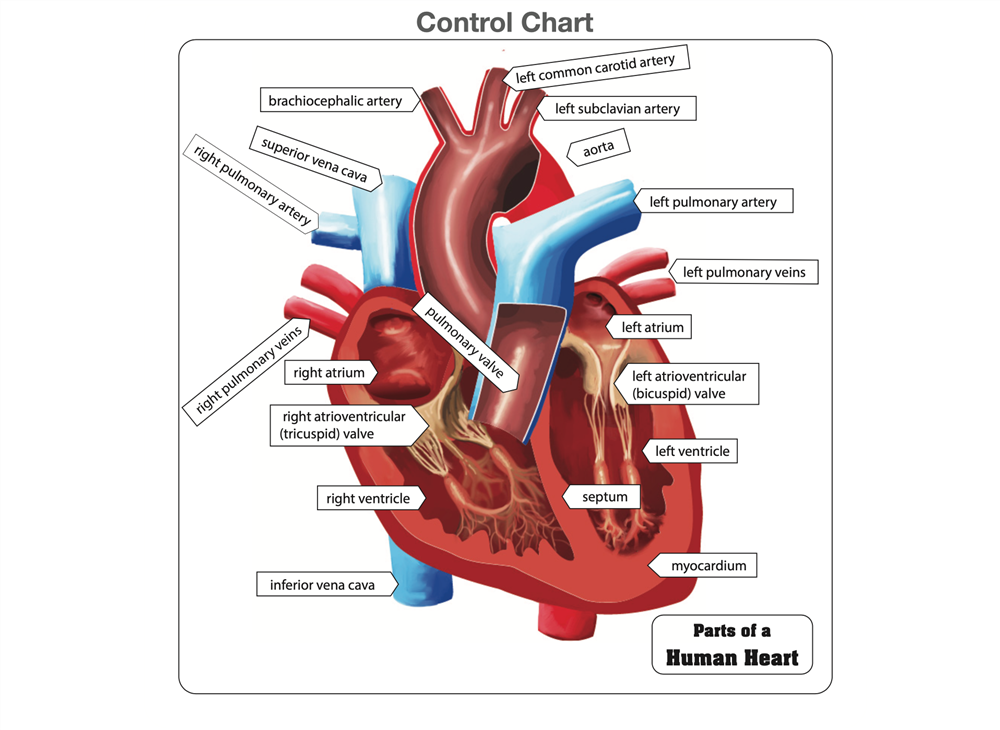 Parts of a Human Heart Puzzle with Nomenclature Cards (3-6)