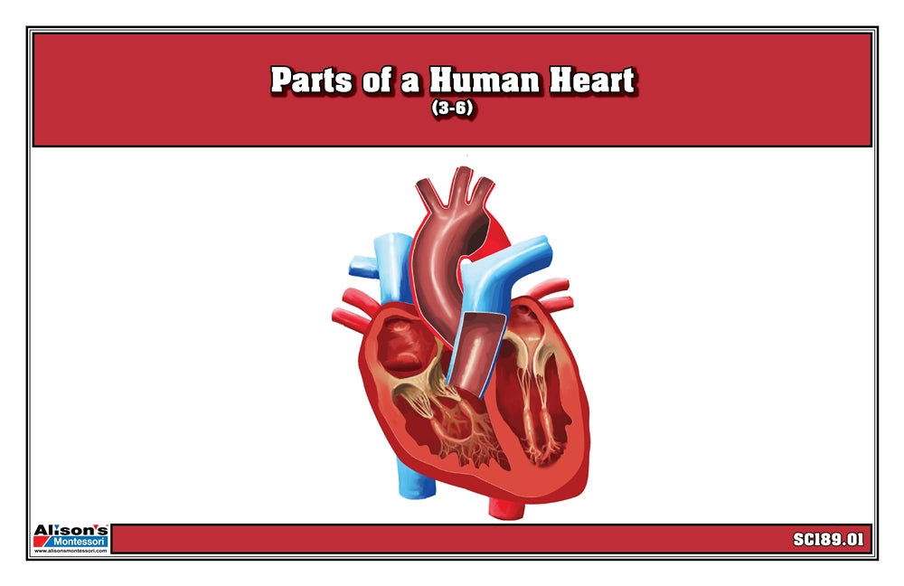 Parts of a Human Heart Puzzle with Nomenclature Cards (3-6)