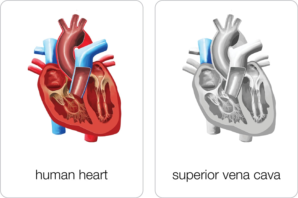 Parts of a Human Heart Puzzle with Nomenclature Cards (3-6)