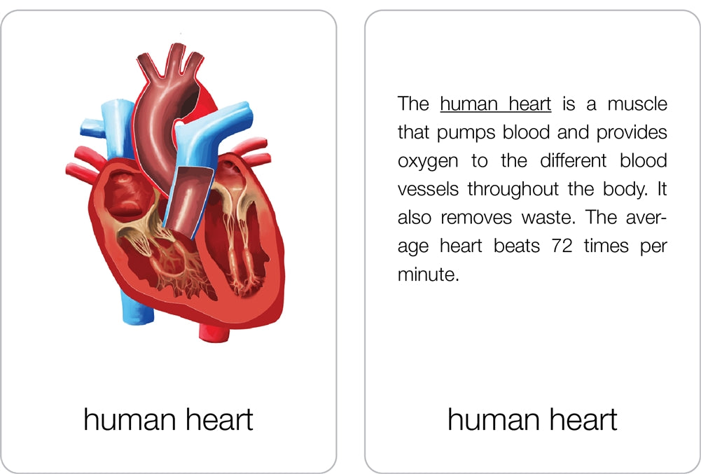 Parts of a Human Heart Puzzle with Nomenclature Cards (6-9)