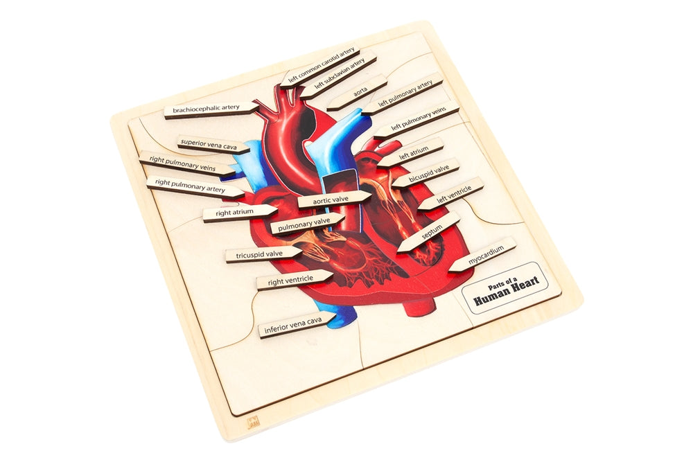 Parts of a Human Heart Puzzle
