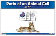 Parts of an Animal Cell Nomenclature Cards 3-6 (Printed)
