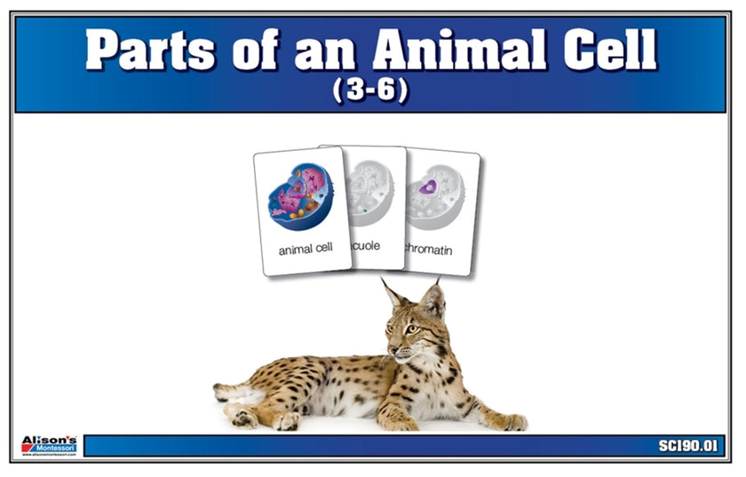 Parts of an Animal Cell Nomenclature Cards 3-6 (Printed)