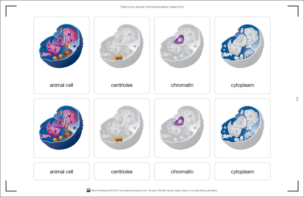 Parts of an Animal Cell Nomenclature Cards 3-6 (Printed)