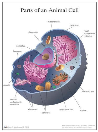 Parts of an Animal Cell Nomenclature Cards 3-6 (Printed)