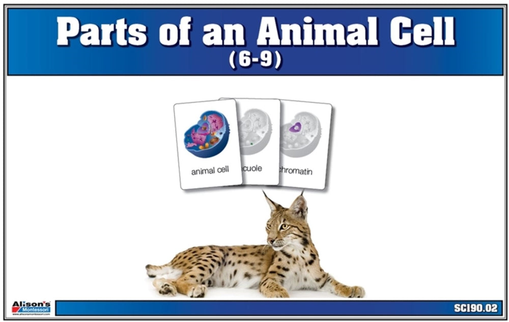 Parts of an Animal Cell Nomenclature Cards 6-9 (Printed)
