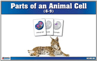 Parts of an Animal Cell Nomenclature Cards 6-9 (Printed)