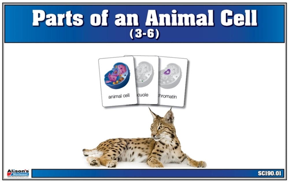 Parts of an Animal Cell Puzzle with Nomenclature Cards (3-6)