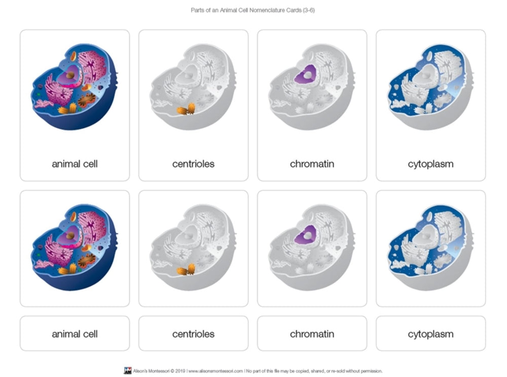 Parts of an Animal Cell Puzzle with Nomenclature Cards (3-6)