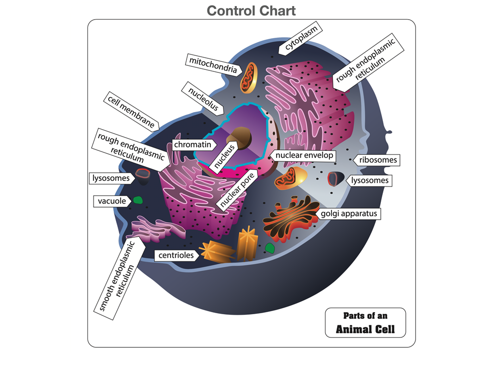 Parts of an Animal Cell Puzzle