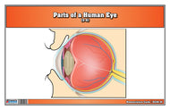Parts of a Human Eye 3-6 (Printed)