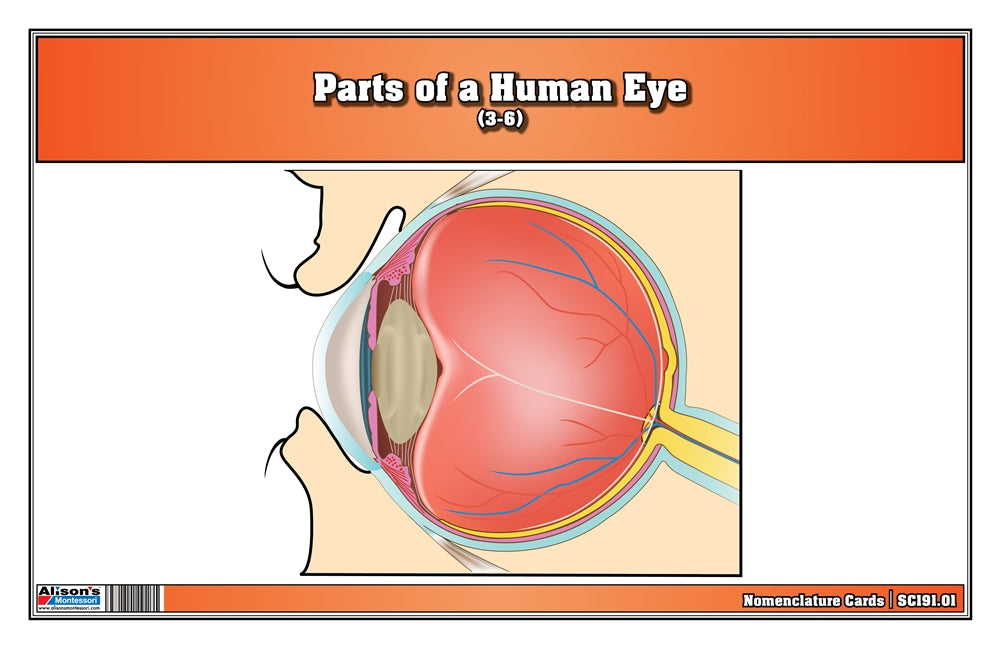 Parts of a Human Eye 3-6 (Printed)