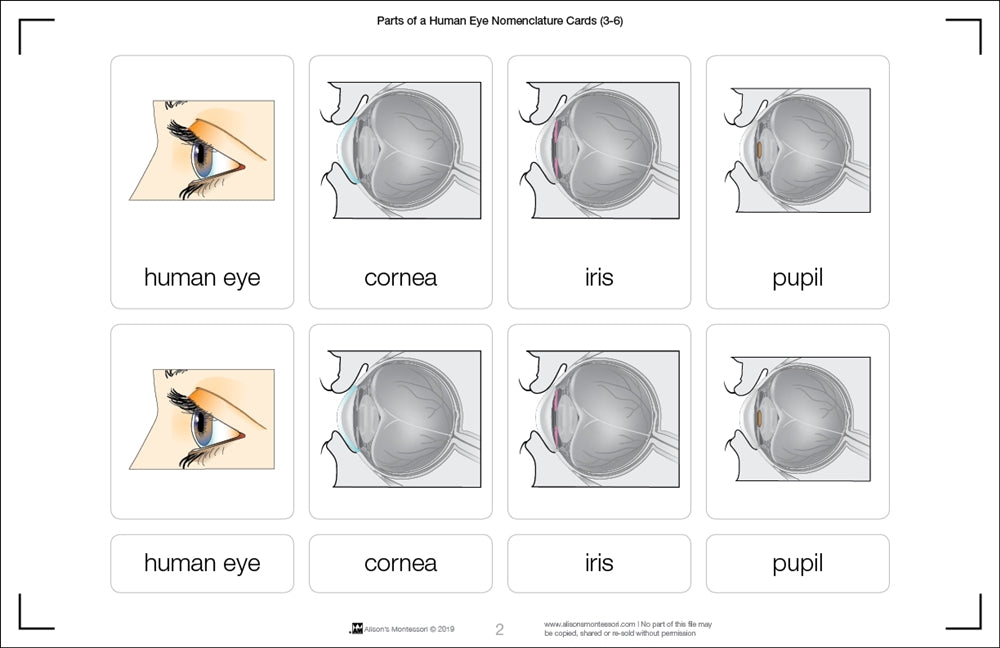 Parts of a Human Eye 3-6 (Printed)