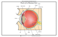 Parts of a Human Eye 3-6 (Printed)