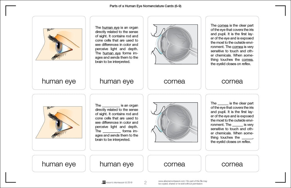 Parts of a Human Eye 6-9 (Printed)