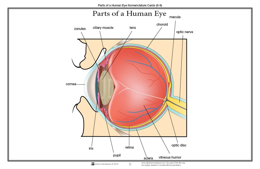 Parts of a Human Eye 6-9 (Printed)
