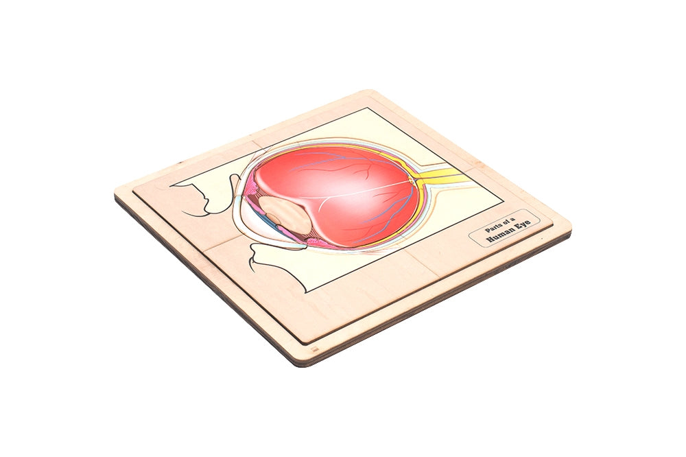 Parts of a Human Eye Puzzle with Nomenclature Cards (3-6)