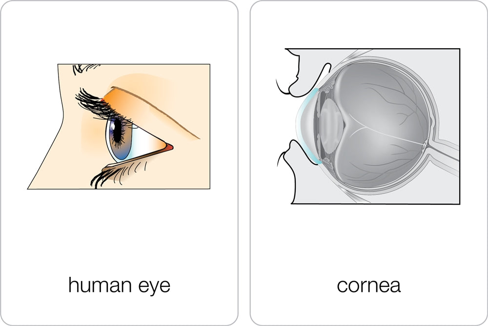 Parts of a Human Eye Puzzle with Nomenclature Cards (3-6)