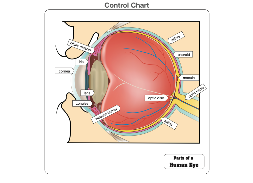 Parts of a Human Eye Puzzle with Nomenclature Cards (6-9)