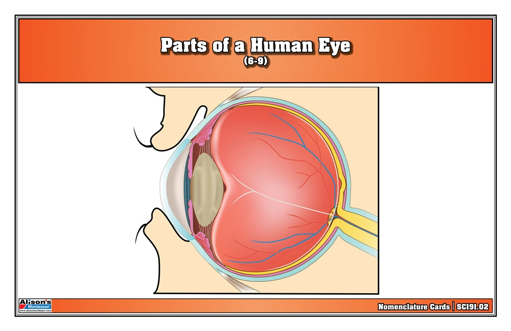 Parts of a Human Eye Puzzle with Nomenclature Cards (6-9)