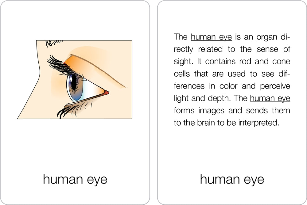 Parts of a Human Eye Puzzle with Nomenclature Cards (6-9)