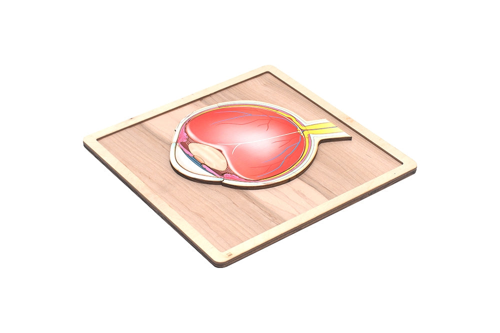 Parts of a Human Eye Puzzle
