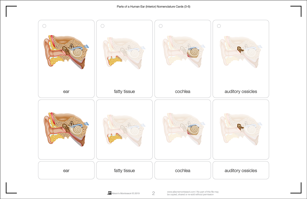 Parts of a Human Ear Nomenclature Cards (3-6)