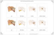 Parts of a Human Ear Nomenclature Cards (3-6)