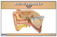 Parts of a Human Ear Nomenclature Cards (6-9)