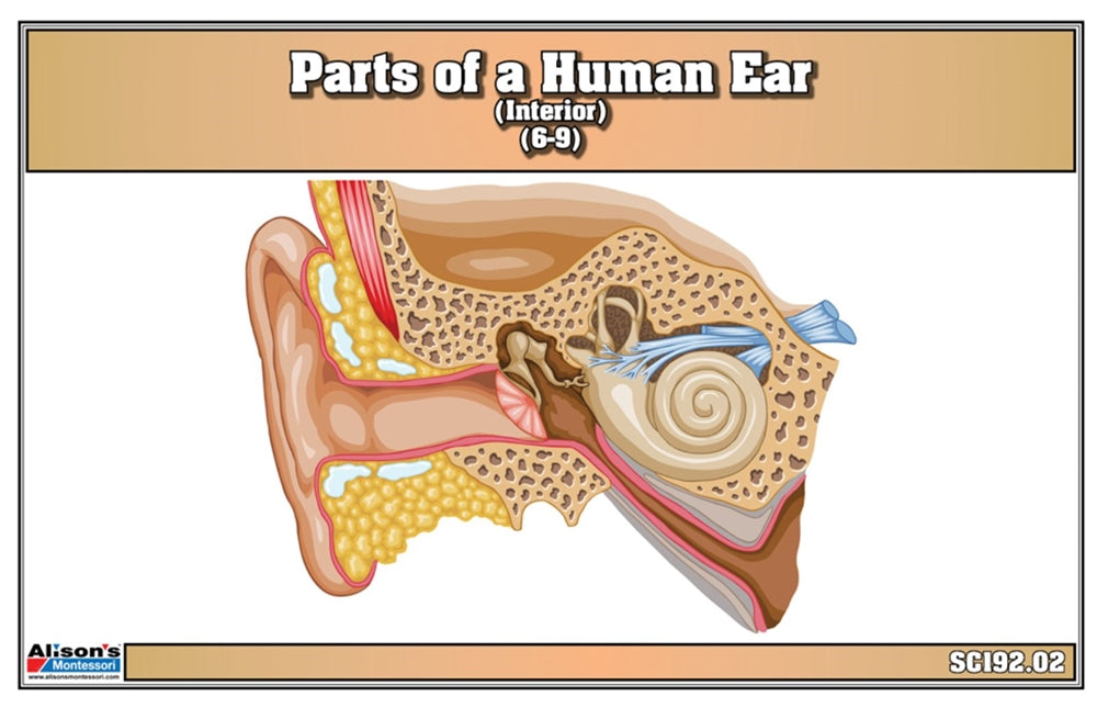 Parts of a Human Ear Nomenclature Cards (6-9)