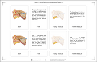 Parts of a Human Ear Nomenclature Cards (6-9)